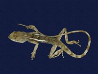 藏品(斯文豪氏攀蜥)的圖片